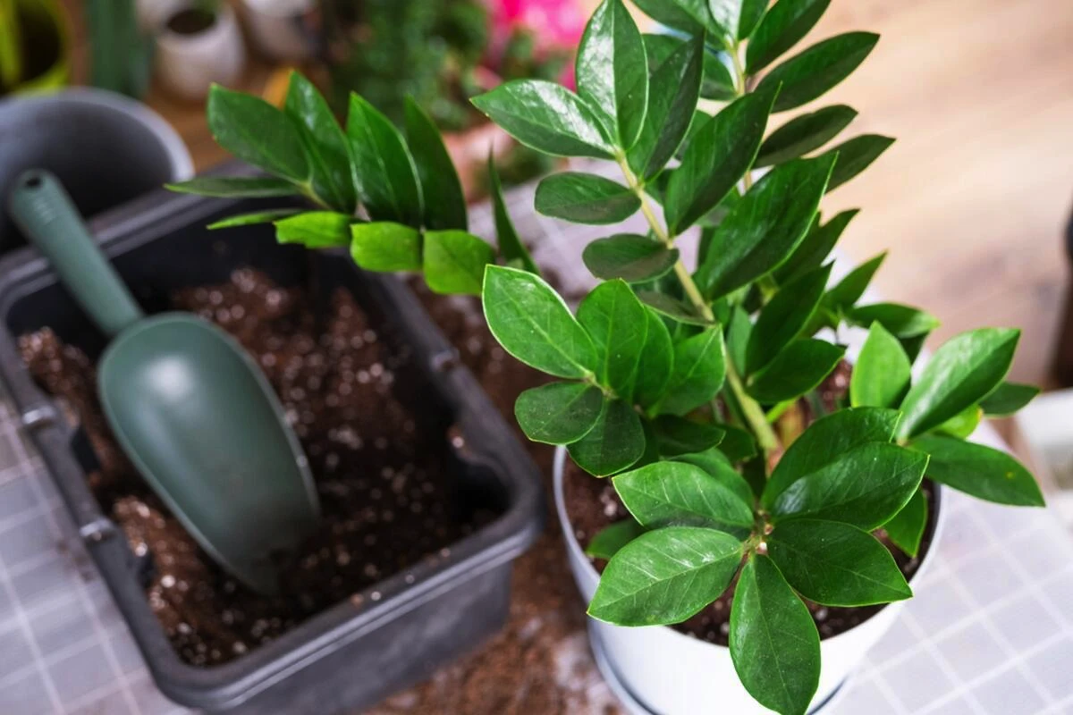 Den plante, der har erobret alle danske lejligheder – og den nægter bare at dø