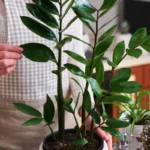 Den plante, der har erobret alle danske lejligheder – og den nægter bare at dø