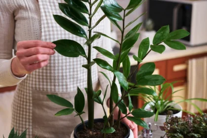Den plante, der har erobret alle danske lejligheder – og den nægter bare at dø