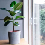 Hvor skal du placere din ficus i en dansk lejlighed, så den virkelig trives
