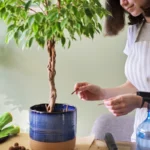Ficus