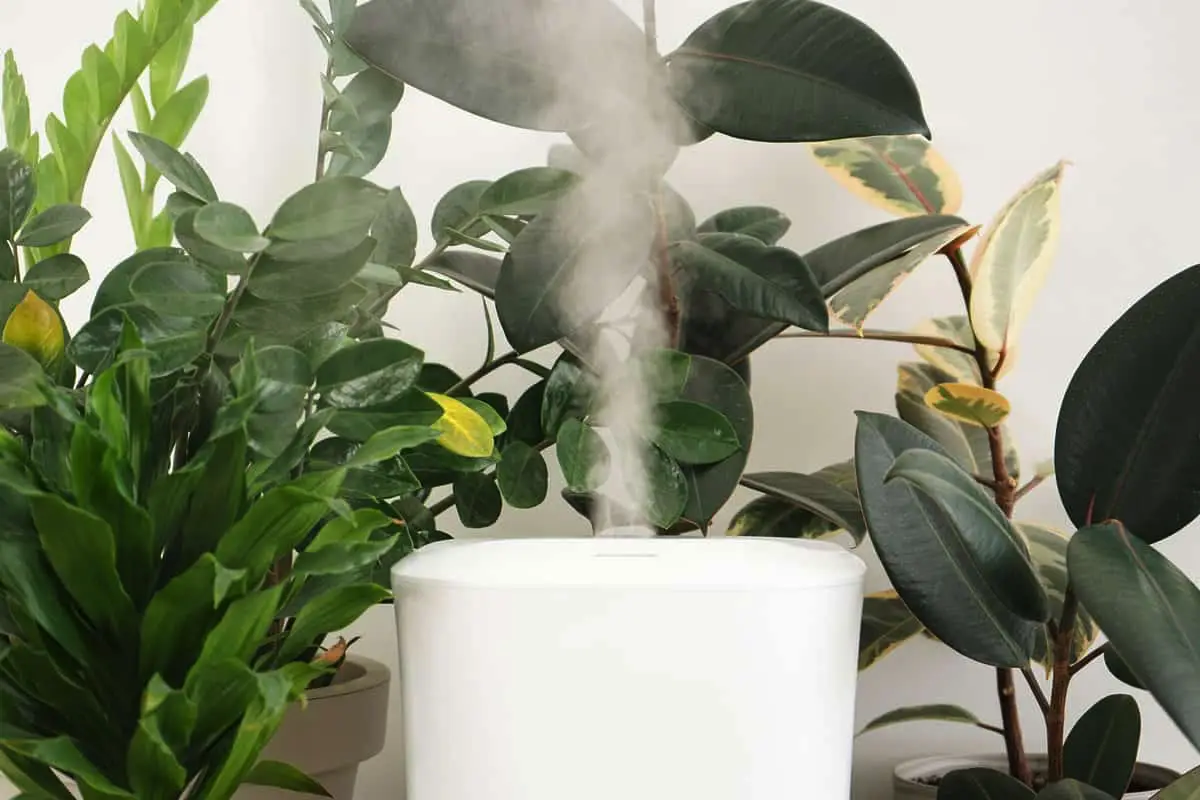 Hvor skal du placere din ficus i en dansk lejlighed, så den virkelig trives