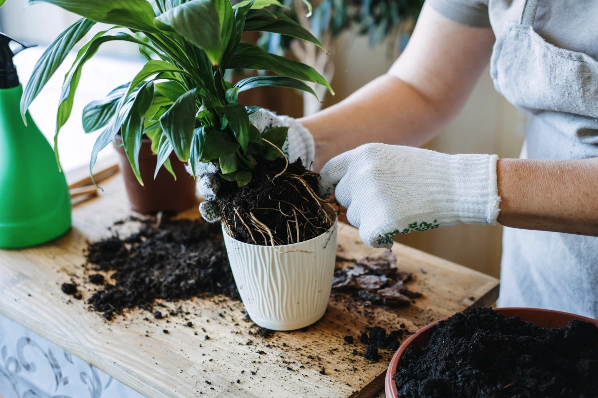 Snaberne i chok: “Det danske omplantningsmetode er ren magi!”