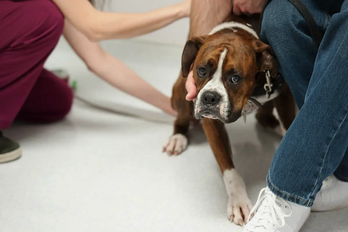 Nogle hunde bliver ekstra urolige om efteråret – men du kan gøre det til den bedste tid på året for jer begge