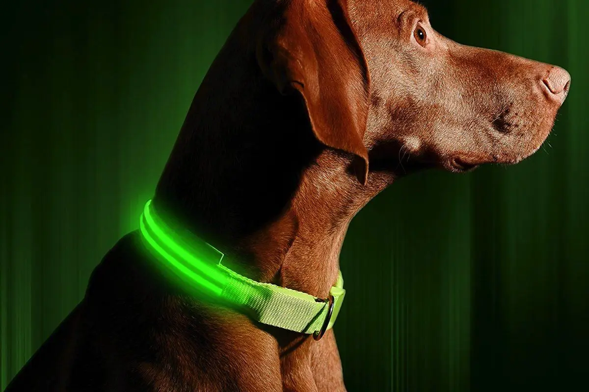 Nogle hunde bliver ekstra urolige om efteråret – men du kan gøre det til den bedste tid på året for jer begge