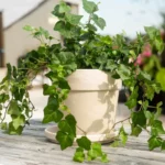 Disse 5 smukke planter skulle ifølge gamle tegn kunne skabe konflikter og kølighed derhjemme – kender du dem?