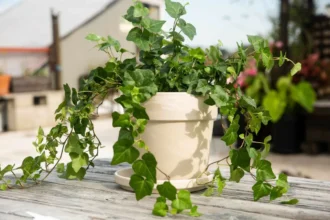Disse 5 smukke planter skulle ifølge gamle tegn kunne skabe konflikter og kølighed derhjemme – kender du dem?