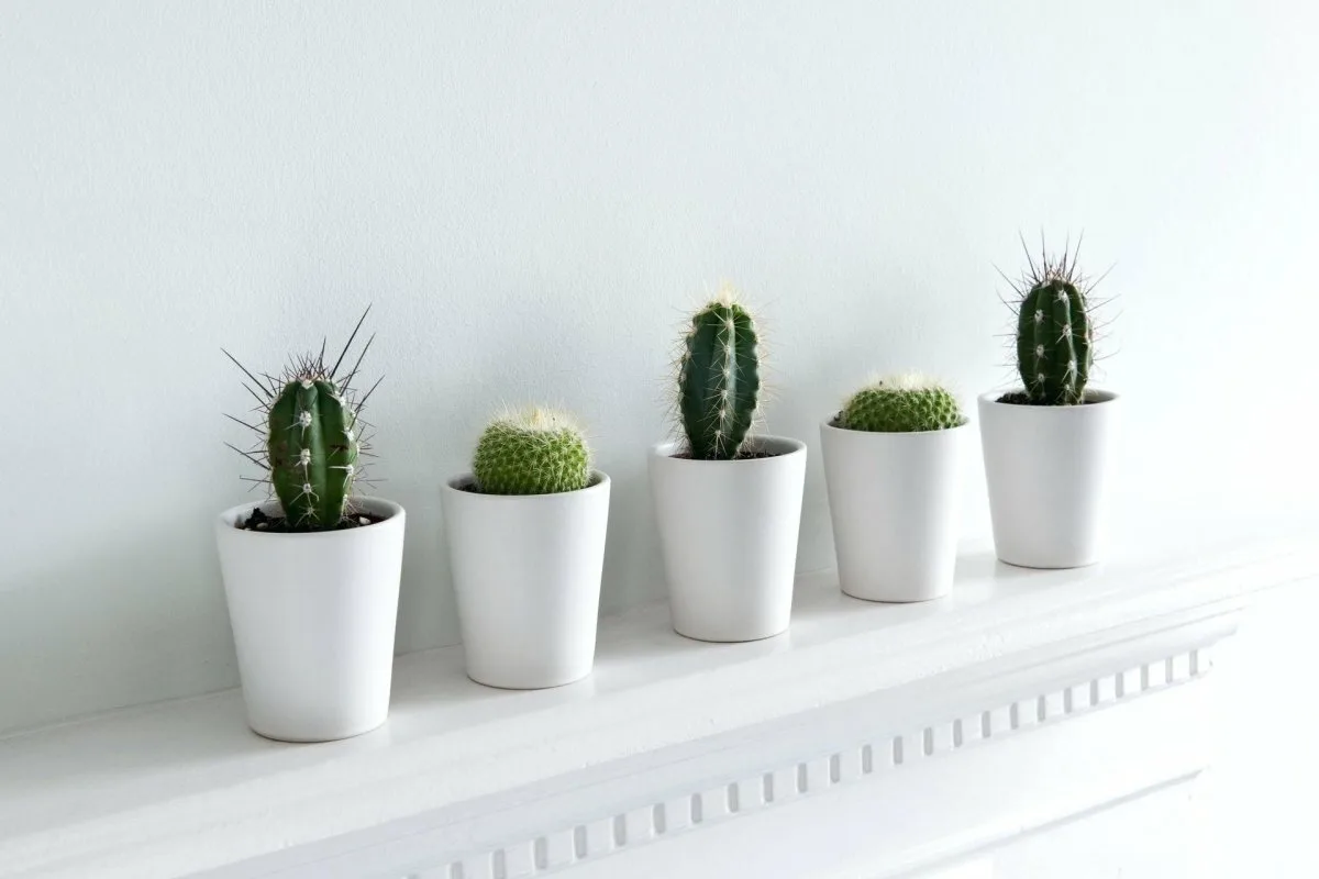 Disse 5 smukke planter skulle ifølge gamle tegn kunne skabe konflikter og kølighed derhjemme – kender du dem?