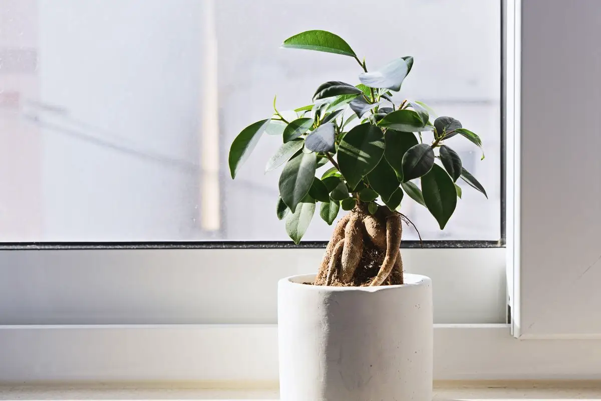 Disse 5 smukke planter skulle ifølge gamle tegn kunne skabe konflikter og kølighed derhjemme – kender du dem?