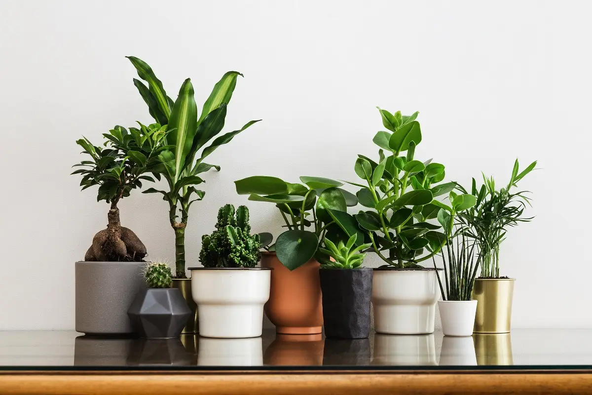 Disse 5 smukke planter skulle ifølge gamle tegn kunne skabe konflikter og kølighed derhjemme – kender du dem?