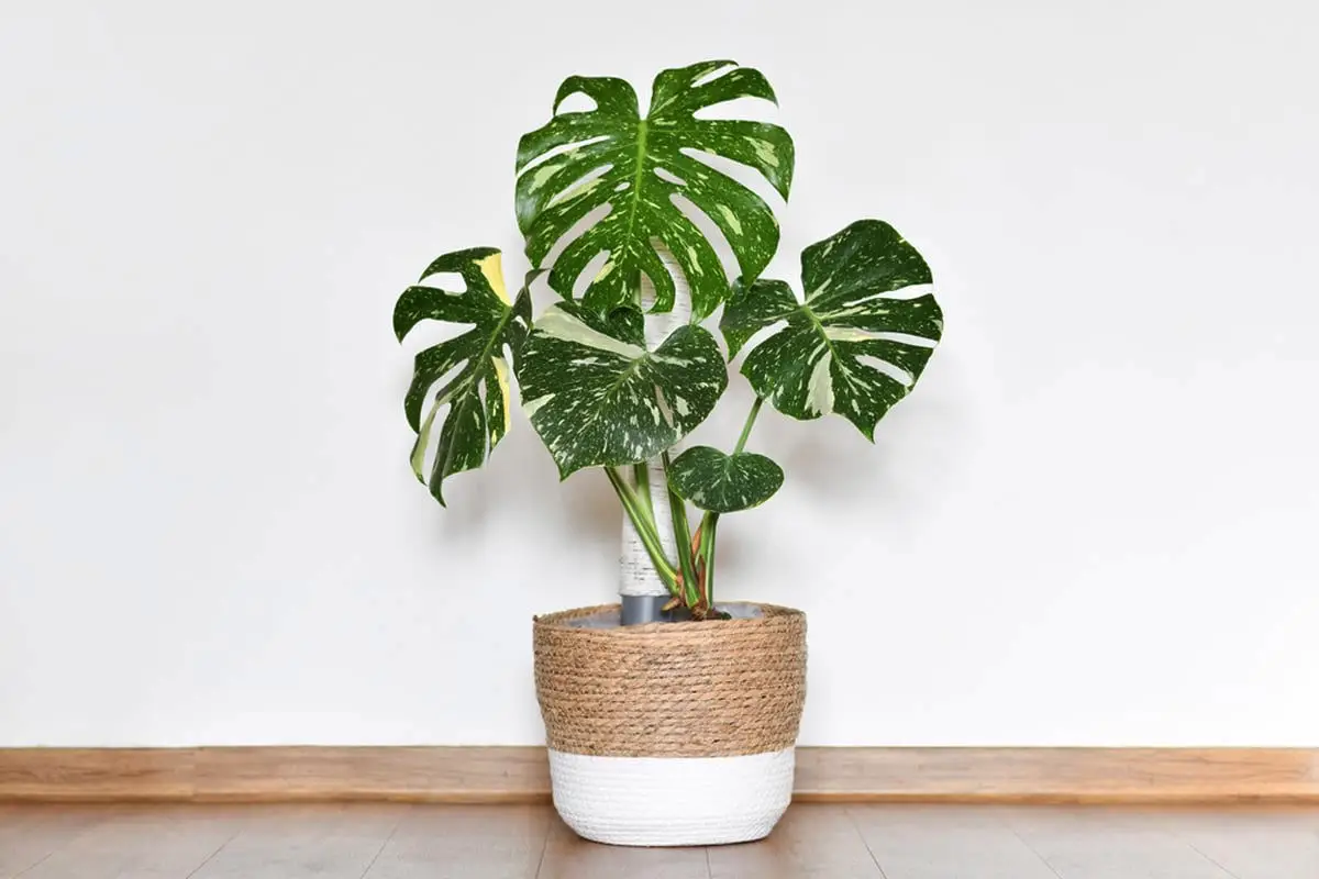Disse 5 smukke planter skulle ifølge gamle tegn kunne skabe konflikter og kølighed derhjemme – kender du dem?
