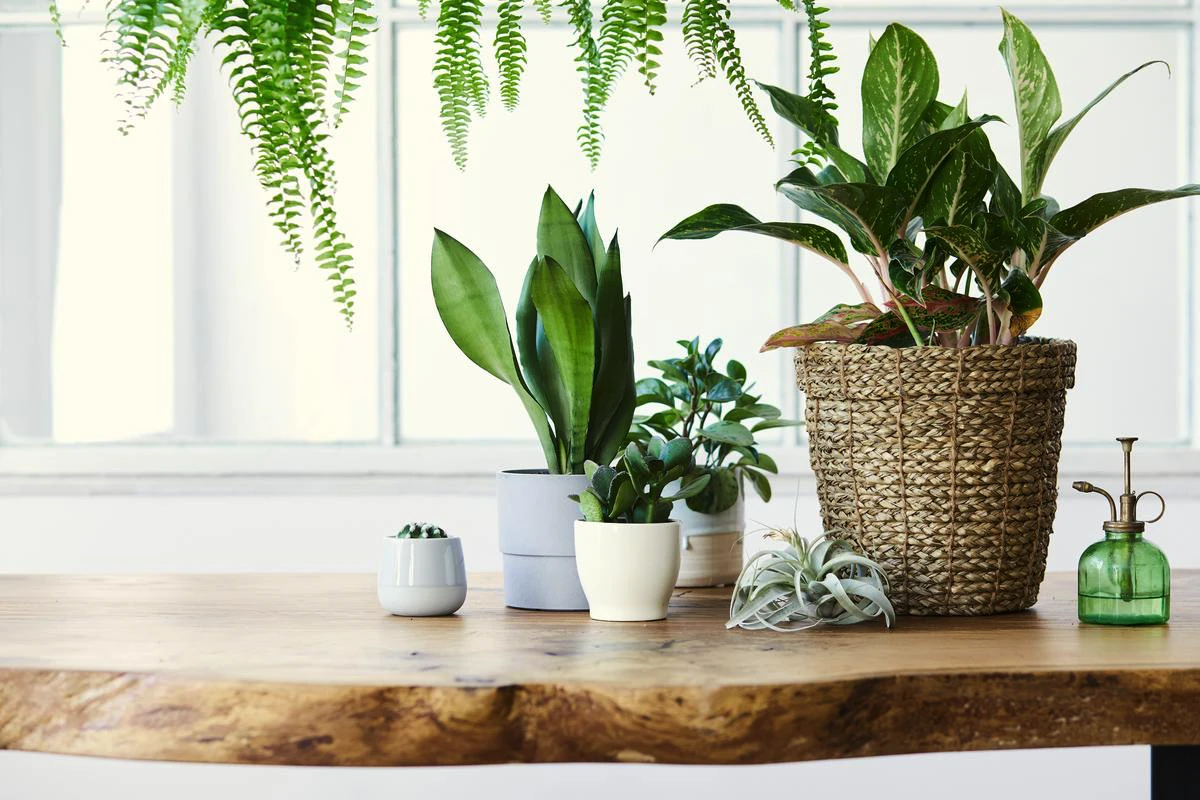 Tre Planter