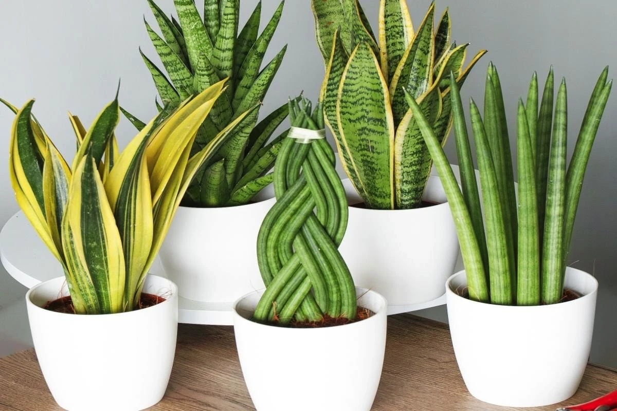 Hvorfor denne ydmyge plante pludselig er overalt på TikTok i Danmark