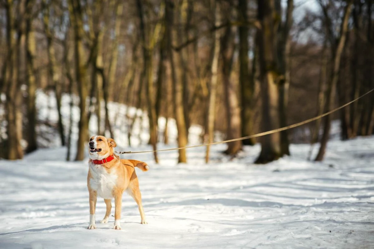 Hunden