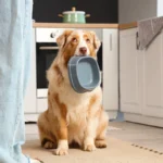 Hvorfor danskerne pludselig har droppet tørfoderet til hunde