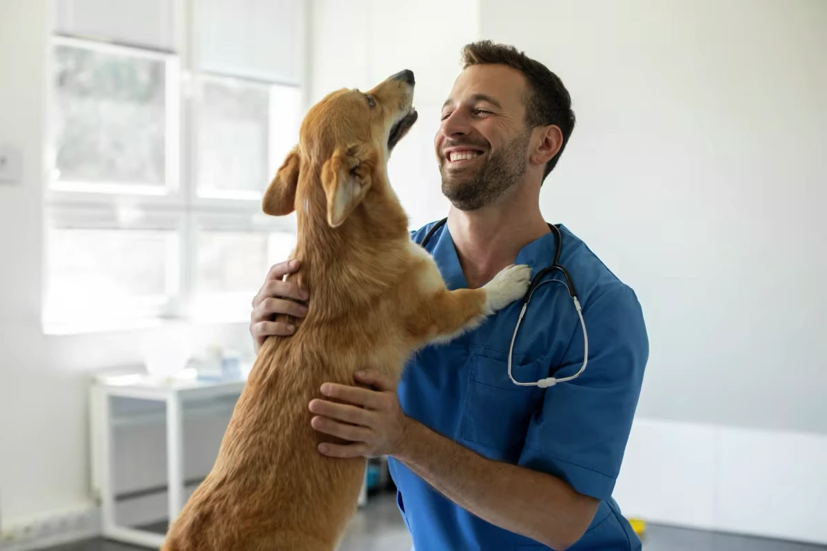 Hvorfor danskerne pludselig har droppet tørfoderet til hunde