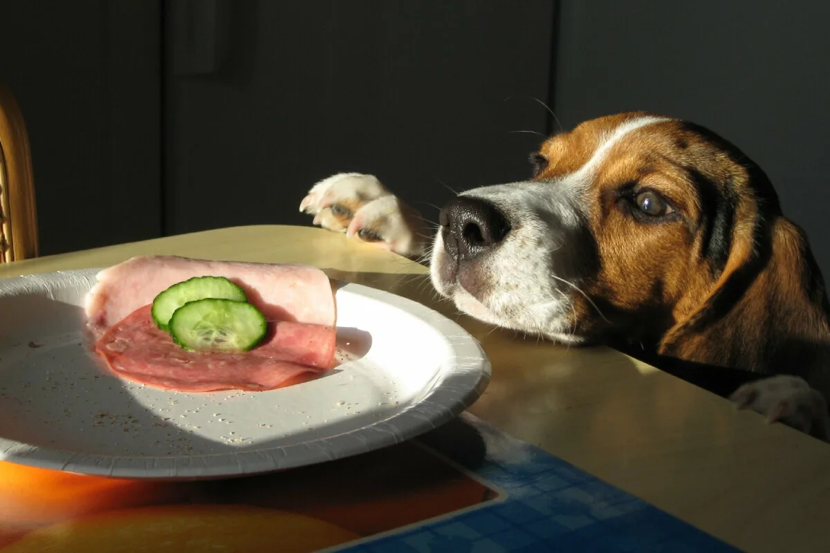 Hvorfor danskerne pludselig har droppet tørfoderet til hunde