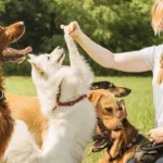 Det danske “ja tak”-trick, der forvandler selv den mest tossede hund på ét døgn