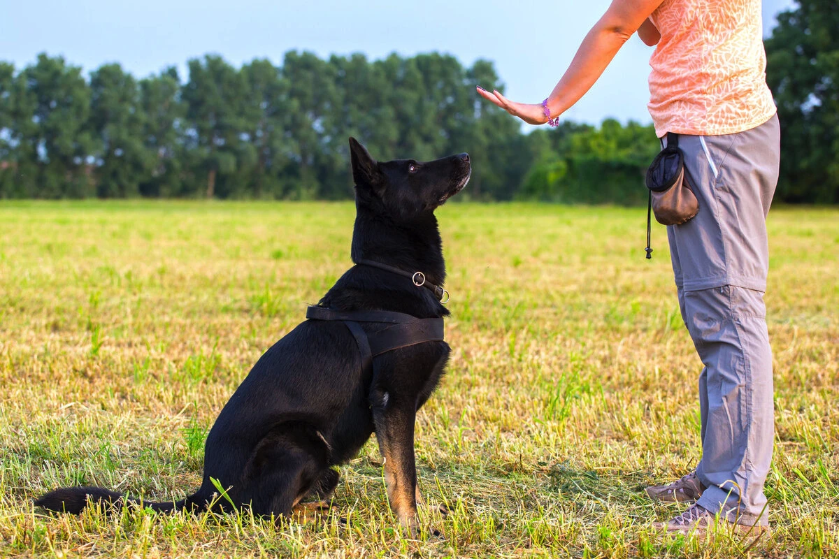 Det danske “ja tak”-trick, der forvandler selv den mest tossede hund på ét døgn