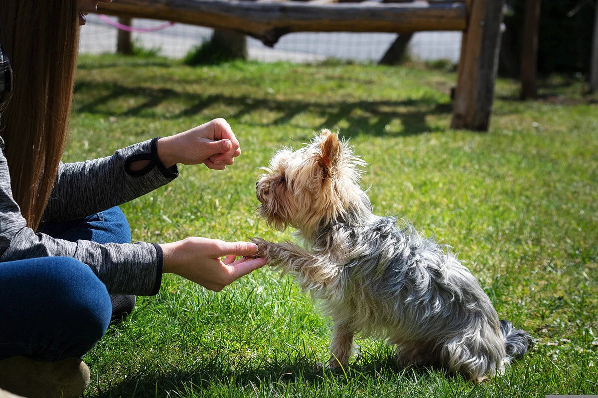 Det danske “ja tak”-trick, der forvandler selv den mest tossede hund på ét døgn