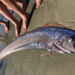 En gigantisk "budbringer af ulykke" skyllet op på Tasmaniens strand – hvad er det for et væsen?