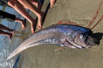 En gigantisk "budbringer af ulykke" skyllet op på Tasmaniens strand – hvad er det for et væsen?