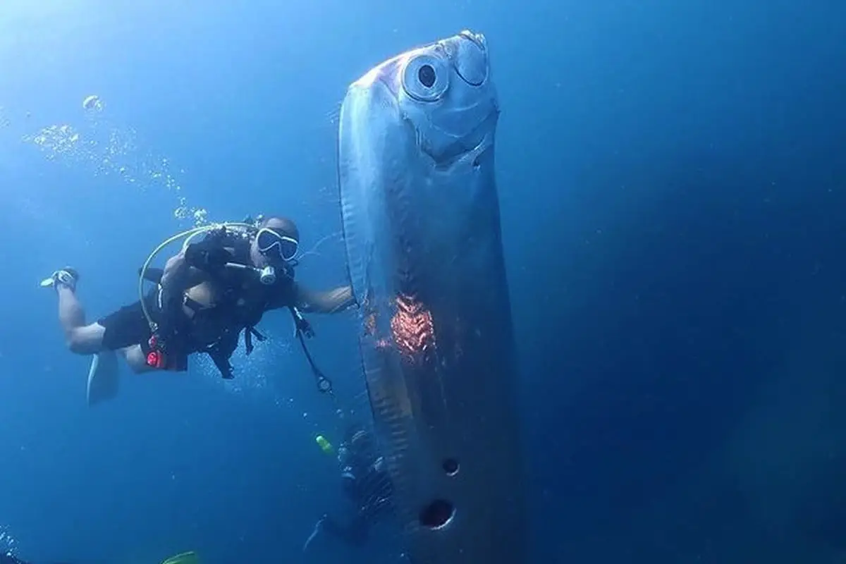 En gigantisk "budbringer af ulykke" skyllet op på Tasmaniens strand – hvad er det for et væsen?
