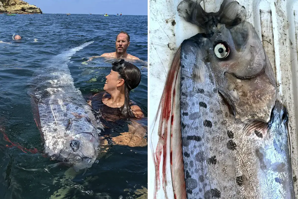 En gigantisk "budbringer af ulykke" skyllet op på Tasmaniens strand – hvad er det for et væsen?