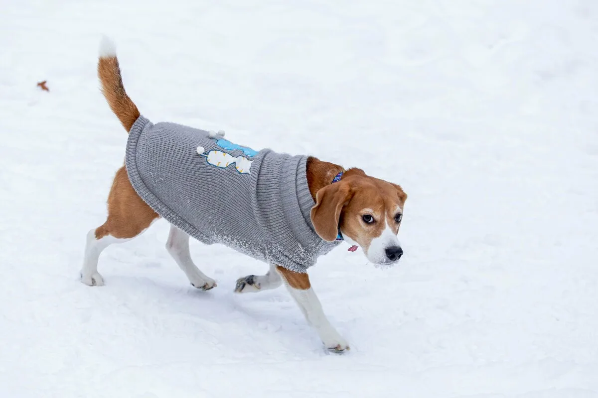 Pas godt på dit kæledyr om vinteren – så holder din hund eller kat sig varm, sund og lykkelig hele kulden igennem
