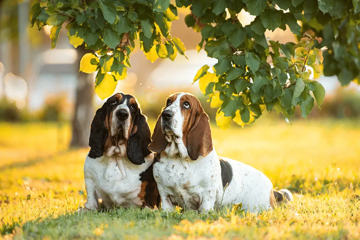 Den perfekte hund til bedstemor og bedstefar: 10 rolige racer
