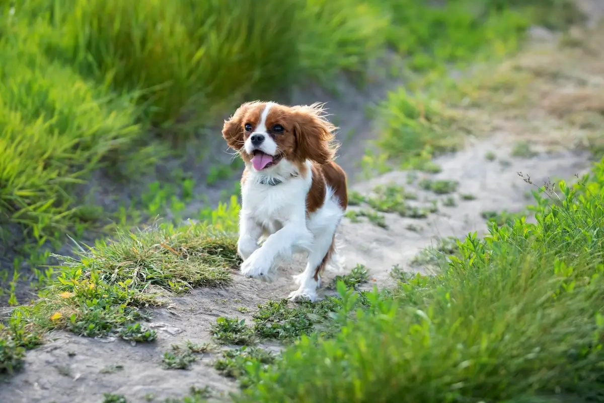 Den perfekte hund til bedstemor og bedstefar: 10 rolige racer