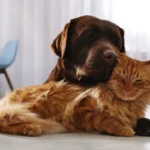 Hvorfor elsker danskerne hunde meget mere end katte – selvom de ikke vil indrømme det