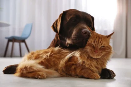 Hvorfor elsker danskerne hunde meget mere end katte – selvom de ikke vil indrømme det