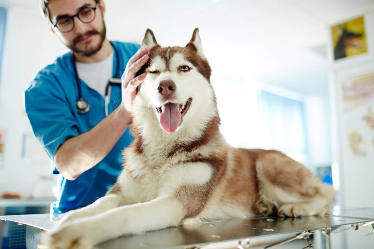 Hvorfor elsker danskerne hunde meget mere end katte – selvom de ikke vil indrømme det