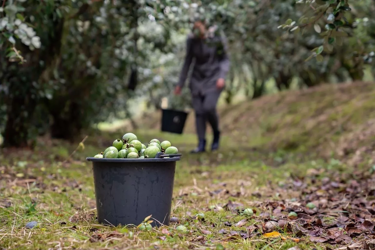 Feijoa: Den tropiske overraskelse, der vinder hjerter