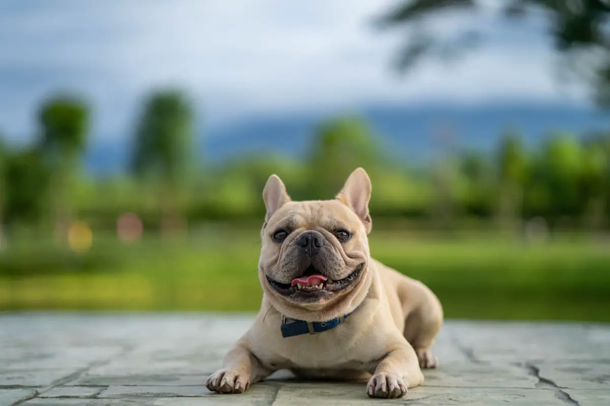 Den perfekte hund til bedstemor og bedstefar: 10 rolige racer