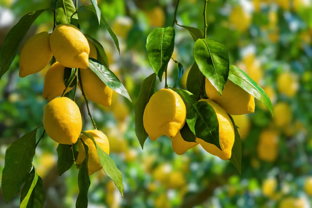 Citronen findes ikke i naturen: Sådan skabte mennesker for tusinder af år siden en af verdens mest berømte frugter