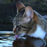 Hvorfor vælter katten vandskålen? 5 almindelige årsager ifølge dyrlæger