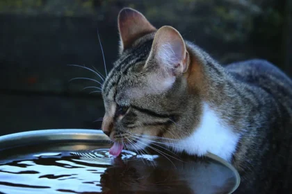 Hvorfor vælter katten vandskålen? 5 almindelige årsager ifølge dyrlæger
