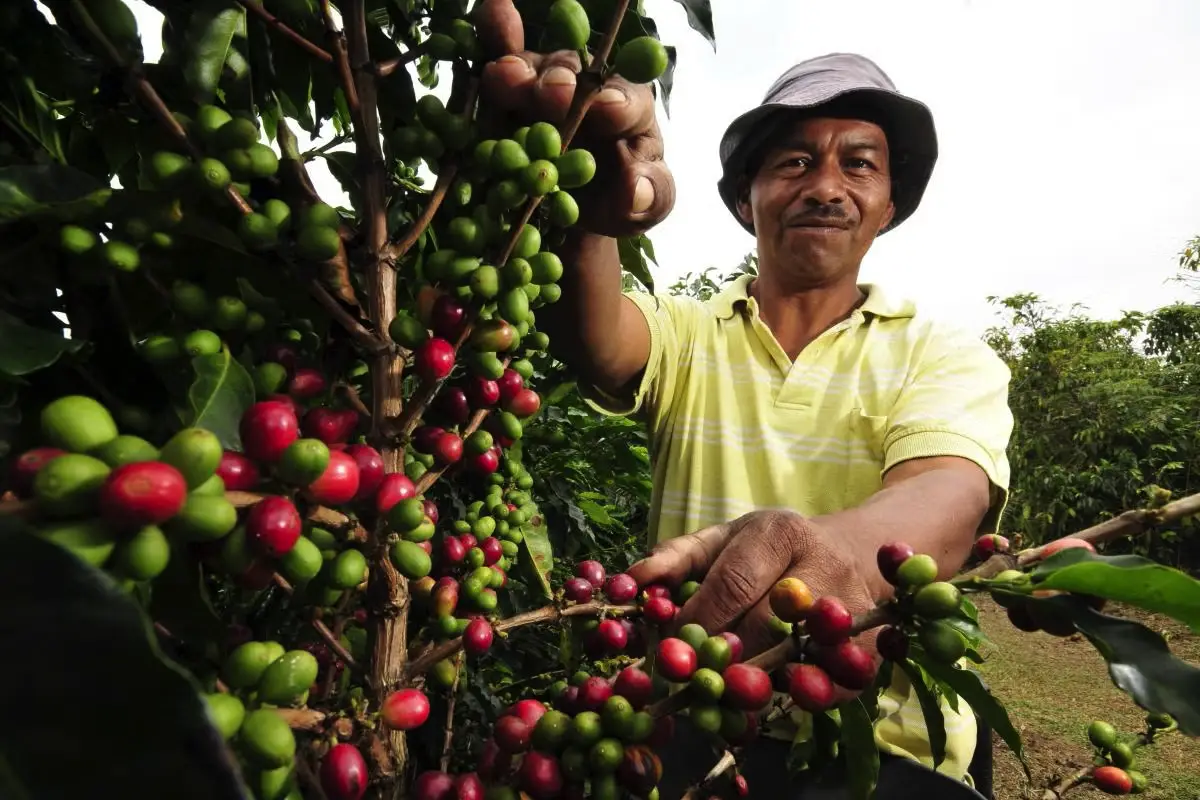 Brasilien satser stort på robusta-kaffe: Verdens største producent skifter spor