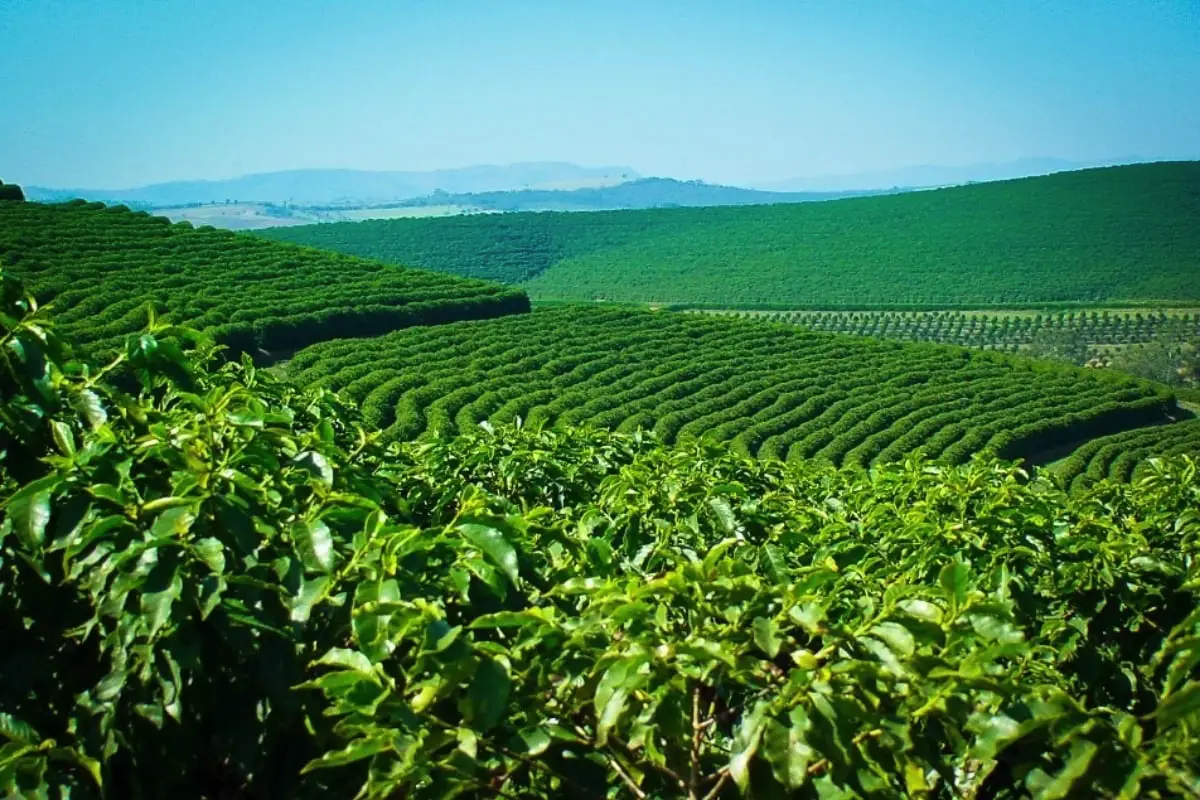 Brasilien satser stort på robusta-kaffe: Verdens største producent skifter spor