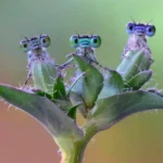 Makrofotos af insekter, der får dig til at se verden med helt nye øjne