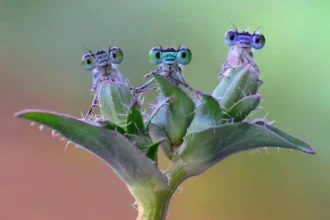 Makrofotos af insekter, der får dig til at se verden med helt nye øjne