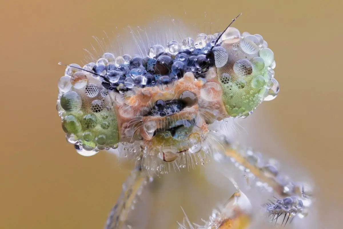 Makrofotos af insekter, der får dig til at se verden med helt nye øjne