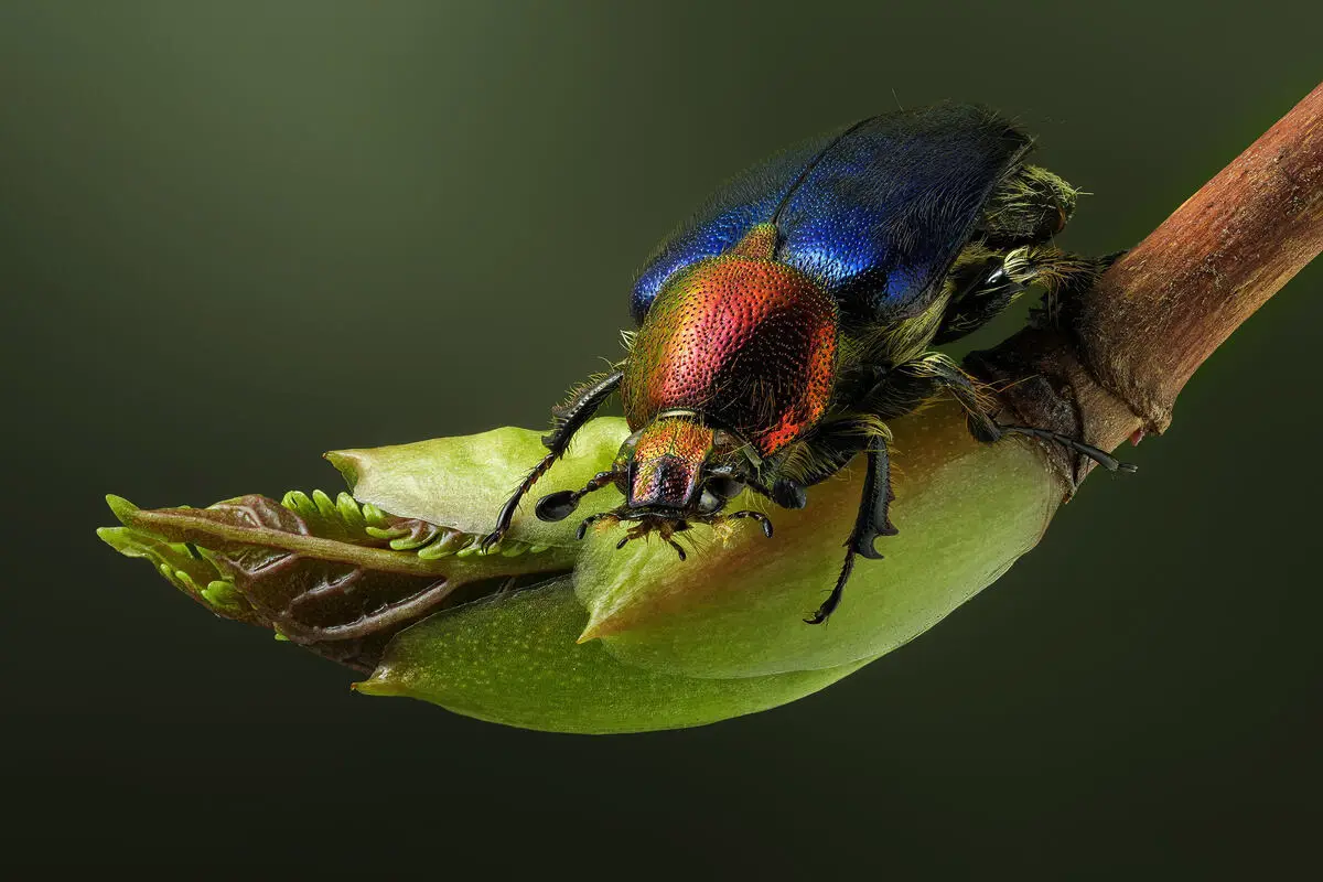 Makrofotos af insekter, der får dig til at se verden med helt nye øjne