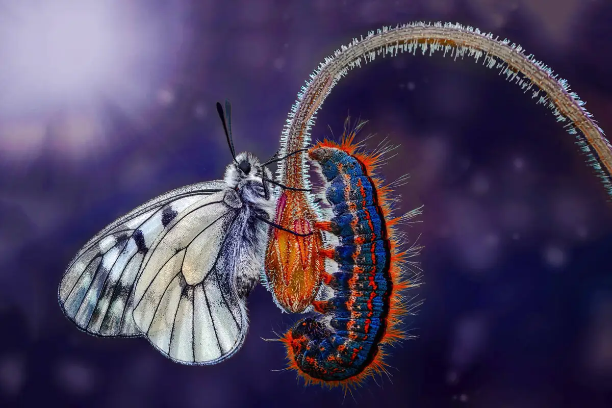 Makrofotos af insekter, der får dig til at se verden med helt nye øjne