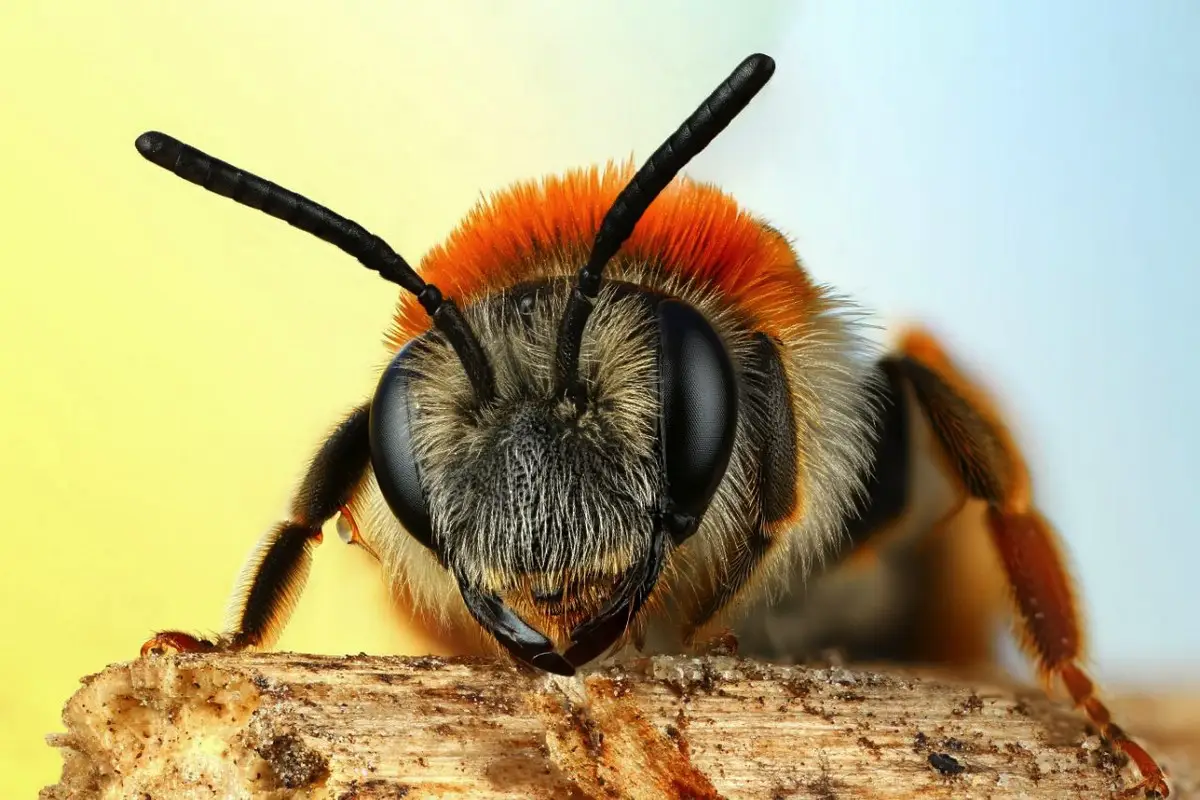 Makrofotos af insekter, der får dig til at se verden med helt nye øjne