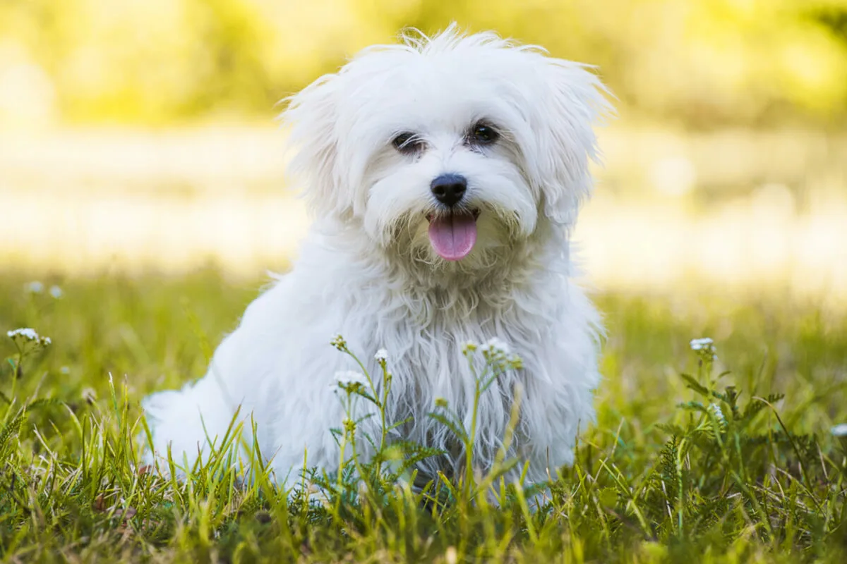 Den perfekte hund til bedstemor og bedstefar: 10 rolige racer