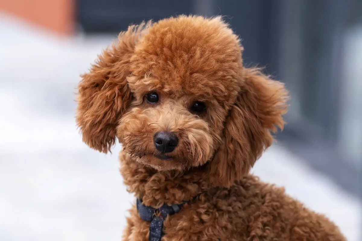 Den perfekte hund til bedstemor og bedstefar: 10 rolige racer