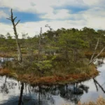 2000 år gamle keltiske guldmønter fundet i schweizisk mose: En gave til guderne?